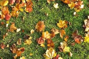 Leaves on lawn
